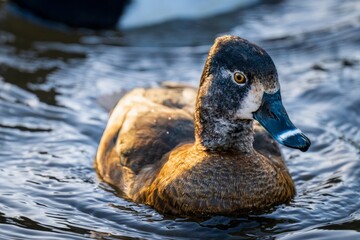 A female ring-necked duck floating in a pond - obrazy, fototapety, plakaty
