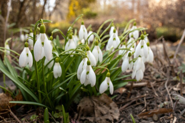 White snowdrops blooming, early signs of spring.