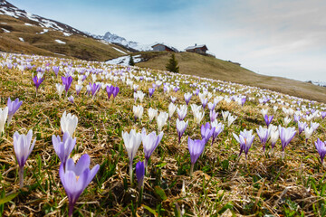 Krokusblüte im Frühling mit einer Almhütte im Hintergrund im tiroler Zillertal