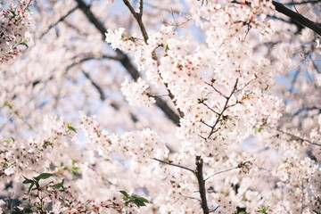 cherry blossoms 桜