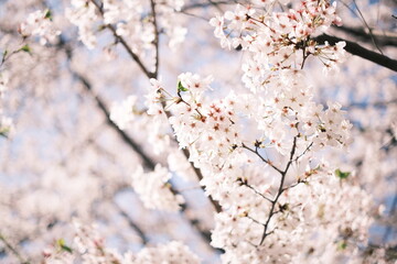 cherry blossoms 桜