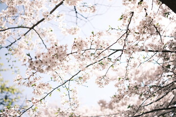cherry blossoms 桜