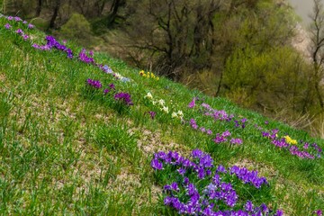 clearing in the hillside forest with the first green grass and wild spring yellow and violet flowers on a sunny spring day