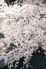 川辺の桜、cherry blossoms