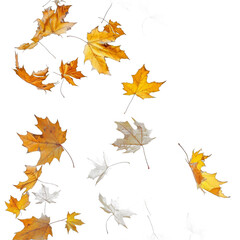 A collection of yellow and white leaves are floating in the air