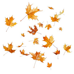 Floating yellow and white leaves. Tranquil nature imagery for seasonal designs