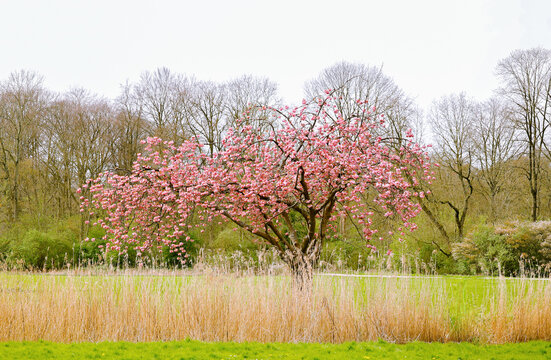 Spring season landscape Isolated Pink trumpet sakura tree on grass field, landscape nature  background.