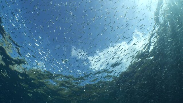 underwater close to surface with the sky view with fish around  ocean scenery sun beams sun rays and air bubbles slow relaxing ocean backgrounds