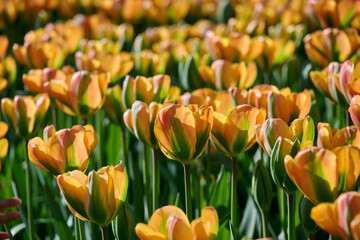 beautiful orange, yellow, green tulip Orange Marmalade with backlight
