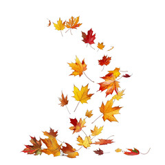 Falling maple leaves isolated on transparent background. Tranquil autumnal scene captured in motion