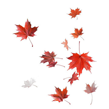 Falling maple leaves falling isolated on transparent backgroun