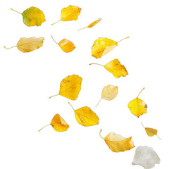 Isolated floating aspen leaves falling on clear background. Graceful and atmospheric imagery for seasonal designs