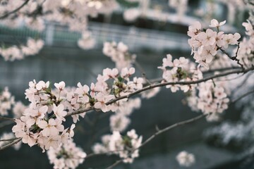cherry blossoms 桜