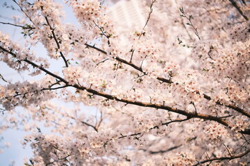 夕方の桜、cherry blossoms 