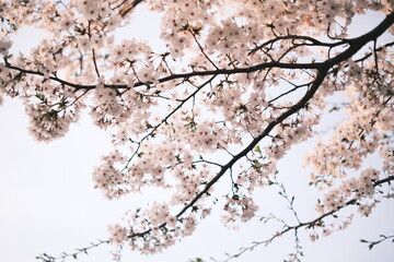 cherry blossoms 桜