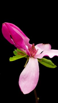Time Lapse of flowering Magnolia flowers on black background. Spring timelapse of opening magnolia flowers