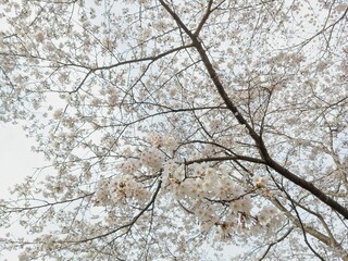満開に咲いている桜の花