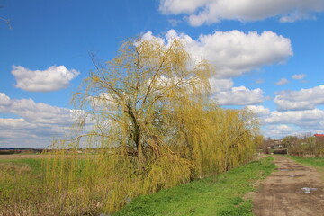A dirt road leading to a tree