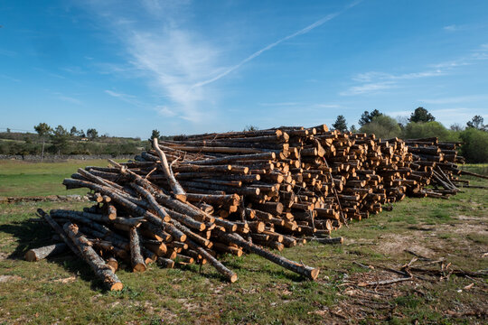 Troncos de madeira em pilha para a industria madeireira