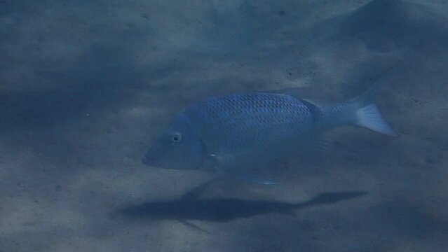 Important commercial fish of the Red Sea and Pacific Ocean - Spangled Emperor, scientific name is Lethrinus nebulosus, it belongs to the family Lethrinidae

