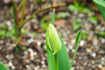 緑の蕾のチューリップ