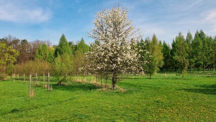 Fruit tree in the park
