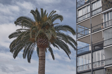 Fototapeta na wymiar Palmera delante de un edificio de apartamentos de verano en una ciudad mediterránea