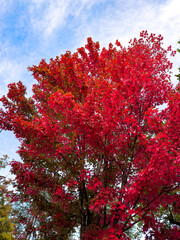 Red Autumn Leaves from Bright Victoria Australia