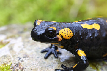 close-up of fire salamander in natural habitat - 778908358