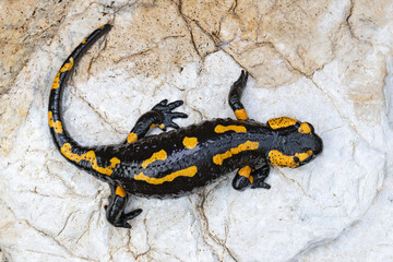 fire salamander on a rock near the river - 778908365