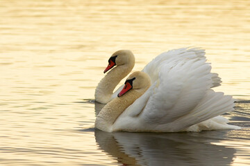 mute swans couple on lake surface - 778908393
