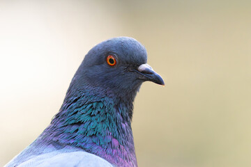 pigeon close-up portrait - 778908500