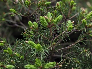 close up of a cactus