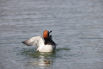 The common pochard (Aythya ferina), known simply as pochard in the United Kingdom, is a medium-sized diving duck in the family Anatidae. This photo was taken in Japan. - obrazy, fototapety, plakaty