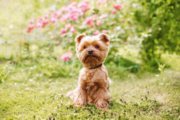 close up portrait of pretty sweet cute beautiful dog Small Yorkshire terrier walking in the park with flowers on green nature background with sunlight flare Bokeh Background