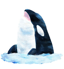 スパイホップするシャチのイラスト © Orusuke