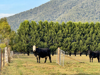 Buckland Valley Cows