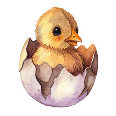 watercolor chick hatches from an egg, a shell in vintage style, isolated on white background