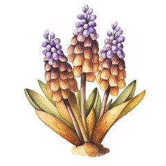 Watercolor muscari, spring flowers in vintage style isolated on white background