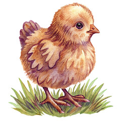 Watercolor Easter chick on the grass in vintage style isolated on white background