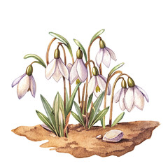 watercolor spring snowdrops on land, in vintage style, on white background