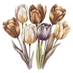 watercolor bouquet of tulips in vintage style, isolated on white background