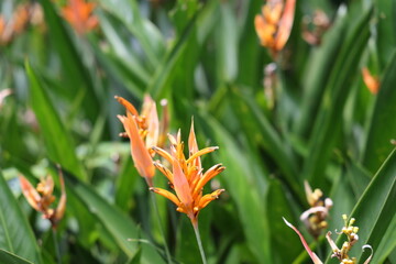 Orange flower in Singapore closeup on March 1, 2024