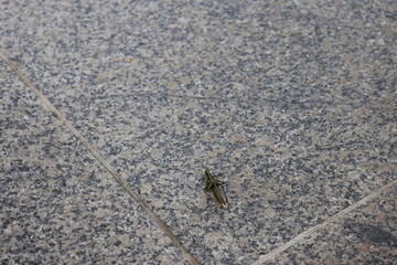 Camouflaged bug on gray sidewalk in Singapore on March 1, 2024