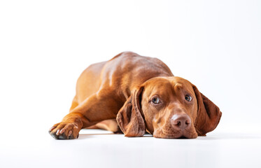 Dog studio shot. Ginger Hungarian vizsla lying down with sad face. Sad brown dog lies down on the white background. Pet portrait.