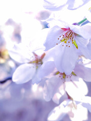 white  and pink color flower  abstract