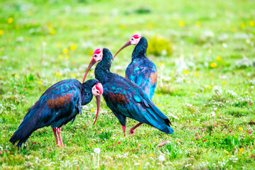 Bald ibis in Lesotho