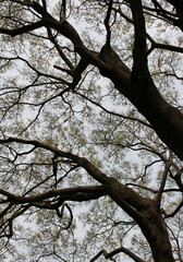 Multiple tree branches with fresh young foliage abstract background, tree branches with fresh green leaves in spring