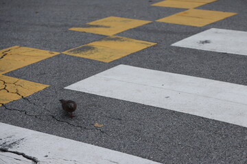 Pigeon using crosswalk in Singapore on March 1, 2024