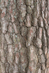 Closeup texture of natural pine tree bark background. Rough surface of pine tree trunk. Green moss on natural wood.
